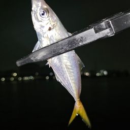 アジ