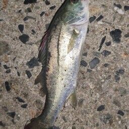 セイゴ（マルスズキ）