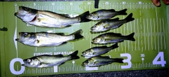 シーバスの釣果