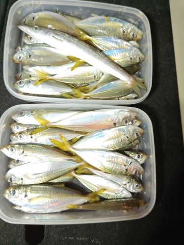 アジの釣果