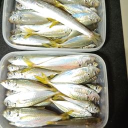 アジ
