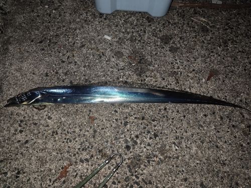 タチウオの釣果