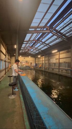 コイの釣果
