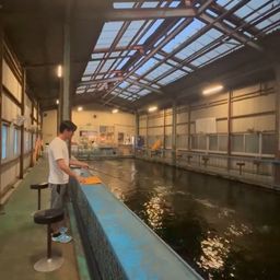 コイ
