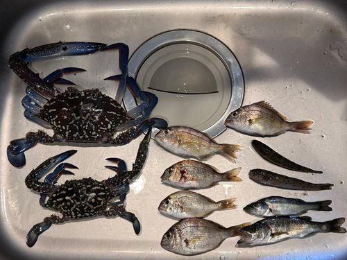 タイワンガザミの釣果