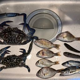 タイワンガザミ