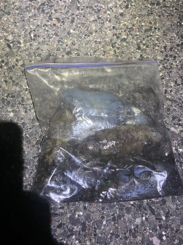 豊浜漁港