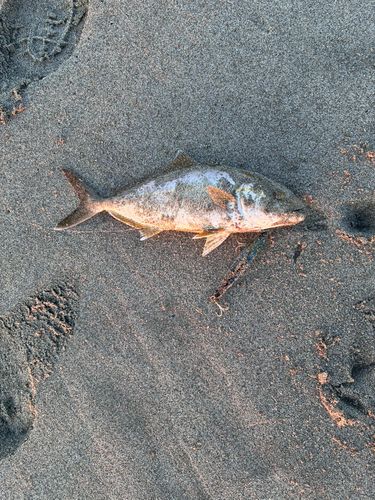 ショゴの釣果