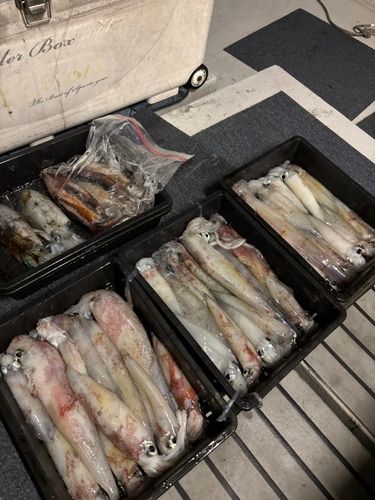 シロイカの釣果