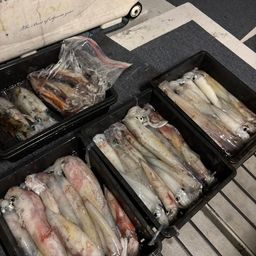シロイカ