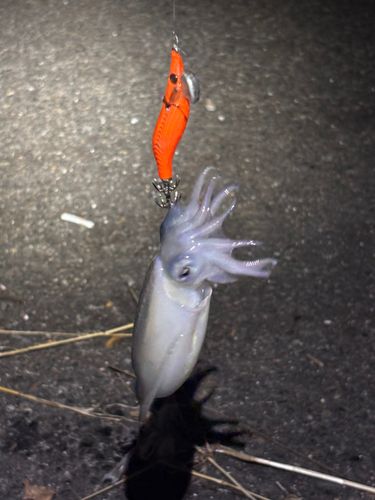 シリヤケイカの釣果