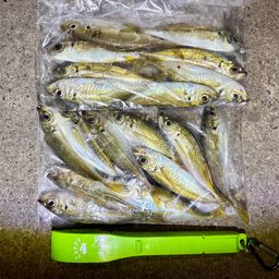 アジ