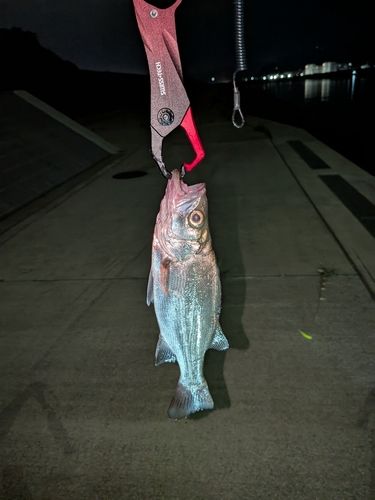セイゴ（ヒラスズキ）の釣果