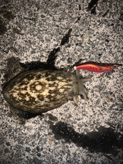 コウイカの釣果