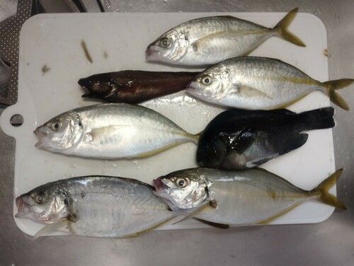 シマアジの釣果