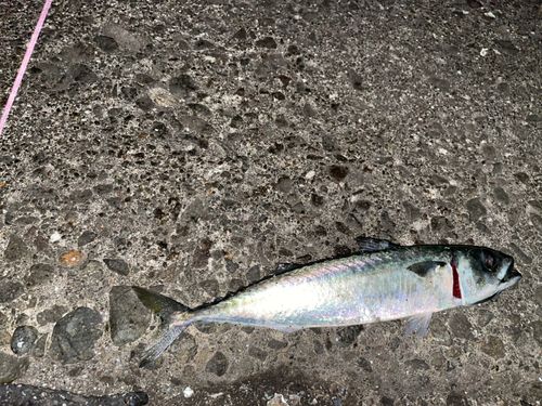 サバの釣果