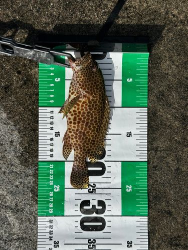 モヨウハタの釣果