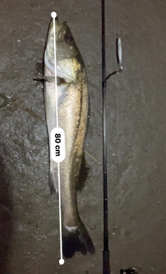 シーバスの釣果