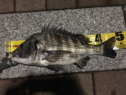 クロダイの釣果