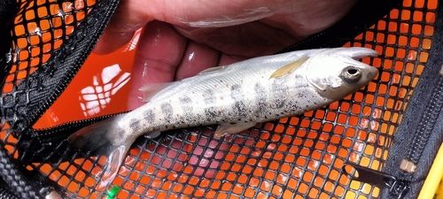 アマゴの釣果