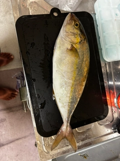 ネリゴの釣果