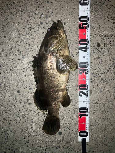 チャイロマルハタの釣果