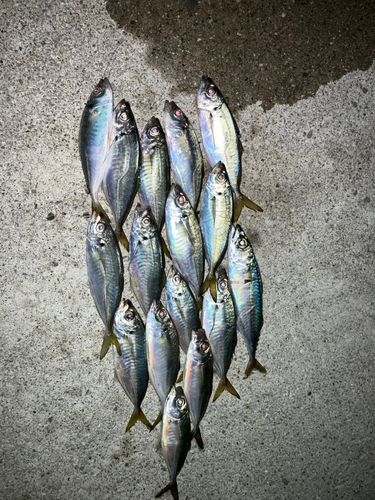 しまなみ海道