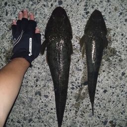 マゴチ