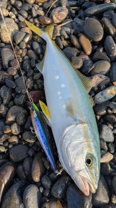 イナダの釣果