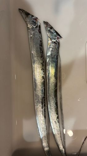 タチウオの釣果