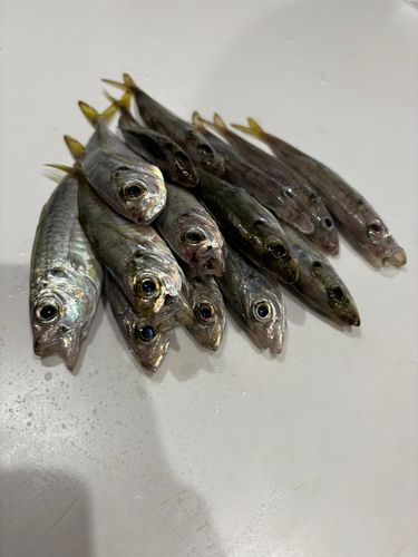 駿河湾