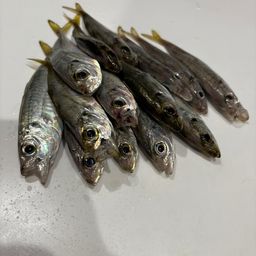 アジ