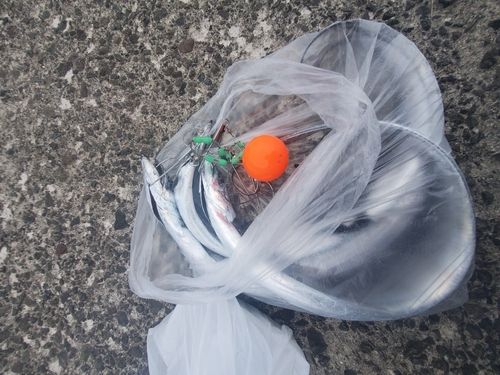 タチウオの釣果
