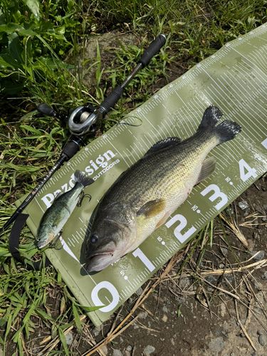 ラージマウスバスの釣果