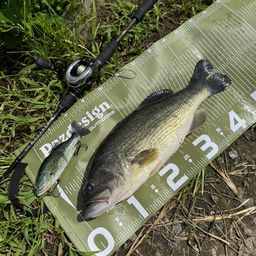 ラージマウスバス