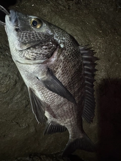 チヌの釣果