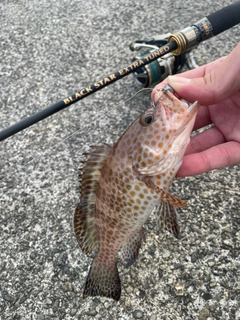 オオモンハタの釣果