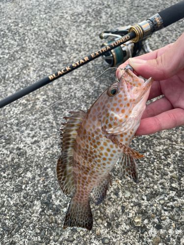 オオモンハタの釣果