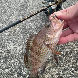 オオモンハタ