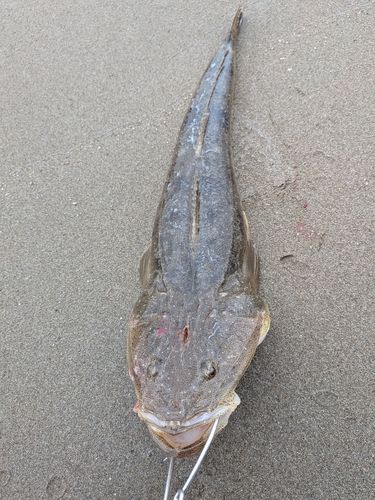 男鹿半島
