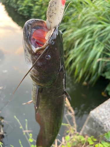 ナマズの釣果