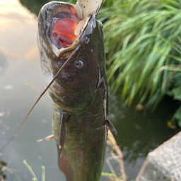 ナマズ