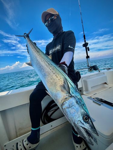 サワラの釣果