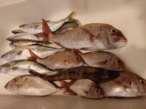 マダイの釣果