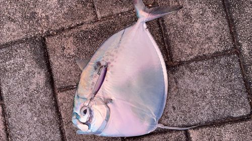 ギンカガミの釣果