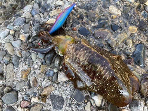 アオリイカの釣果