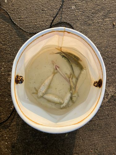 検見川浜突堤