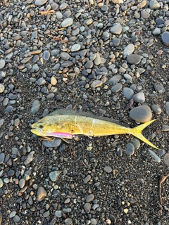 シイラの釣果