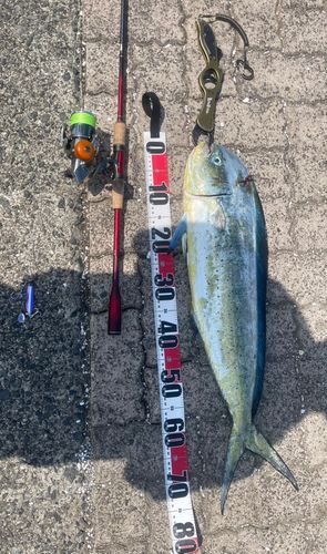 シイラの釣果