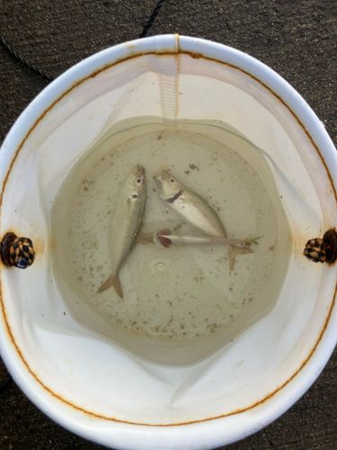検見川浜突堤